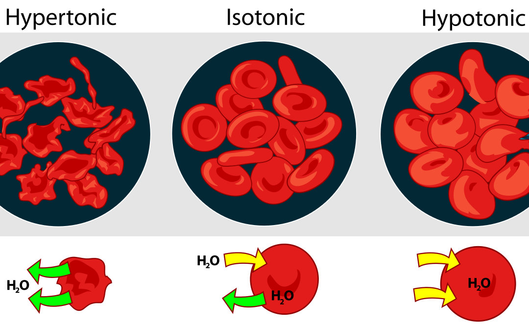 Isoton, hypoton eller hyperton dryck?