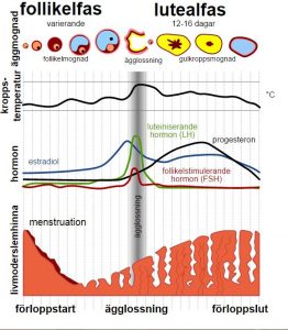 menstruationsforlopp_presteramera_mens_hormonbalans