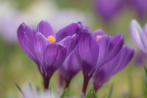 saffran-prestera mera_umara-styrka-saffransblomma-iran