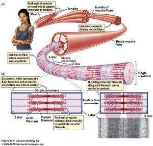 Muskelfiber_presteramera_umara