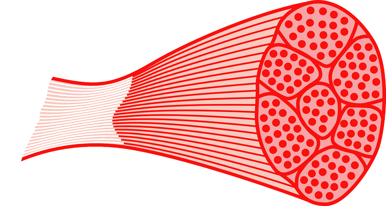 Glykogen-muskel-prestera mera-umara