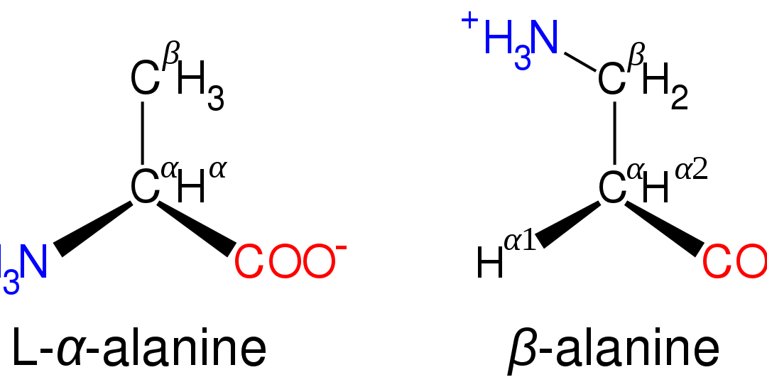 Beta-Alanin