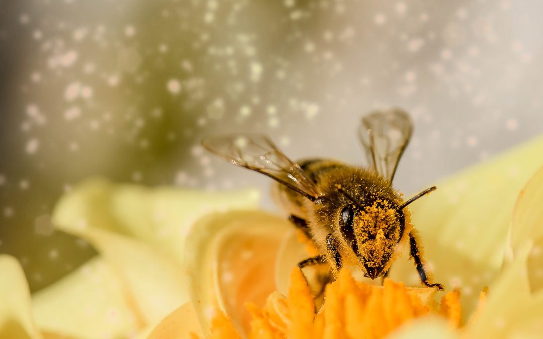 #251 – Prestera trots pollen